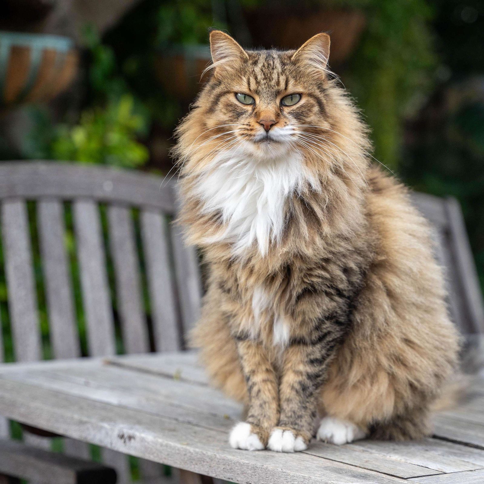 Maine Coon, een van de grootste katten ter wereld, zit ontspannen op een buitentafel.