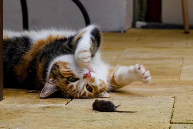 Uitleg van de kat en muis spel betekenis met illustratie van een kat die een muis achtervolgt.