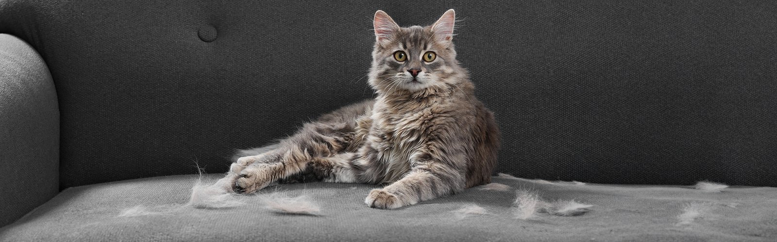 Een kat in de rui die zijn vacht verliest in de lente.