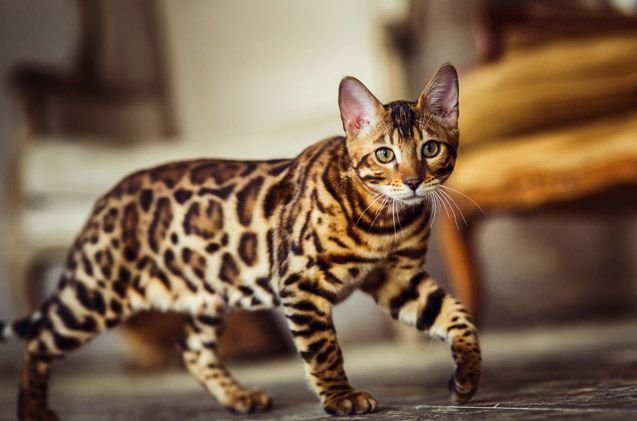 Een Cheetoh kat met een unieke vacht en levendige kleuren.