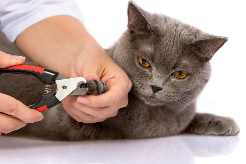 Een eigenaar die voorzichtig de kat nagels verwijdert met een nagelknipper.