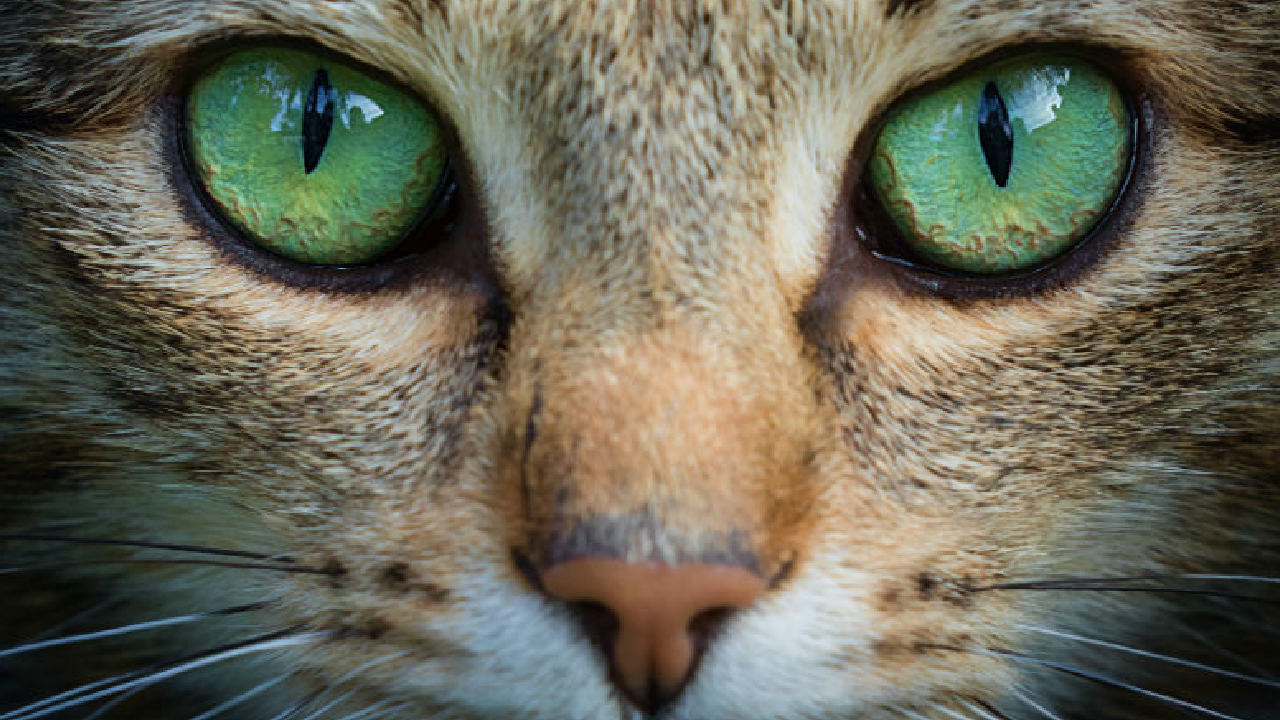 kat met een ontstoken oog dat rood en gezwollen is, symptomen van kat ontstoken oog.