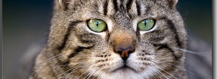 kat ontstoken oog, dat rood en gezwollen is, wat wijst op een kat ontstoken oog probleem.