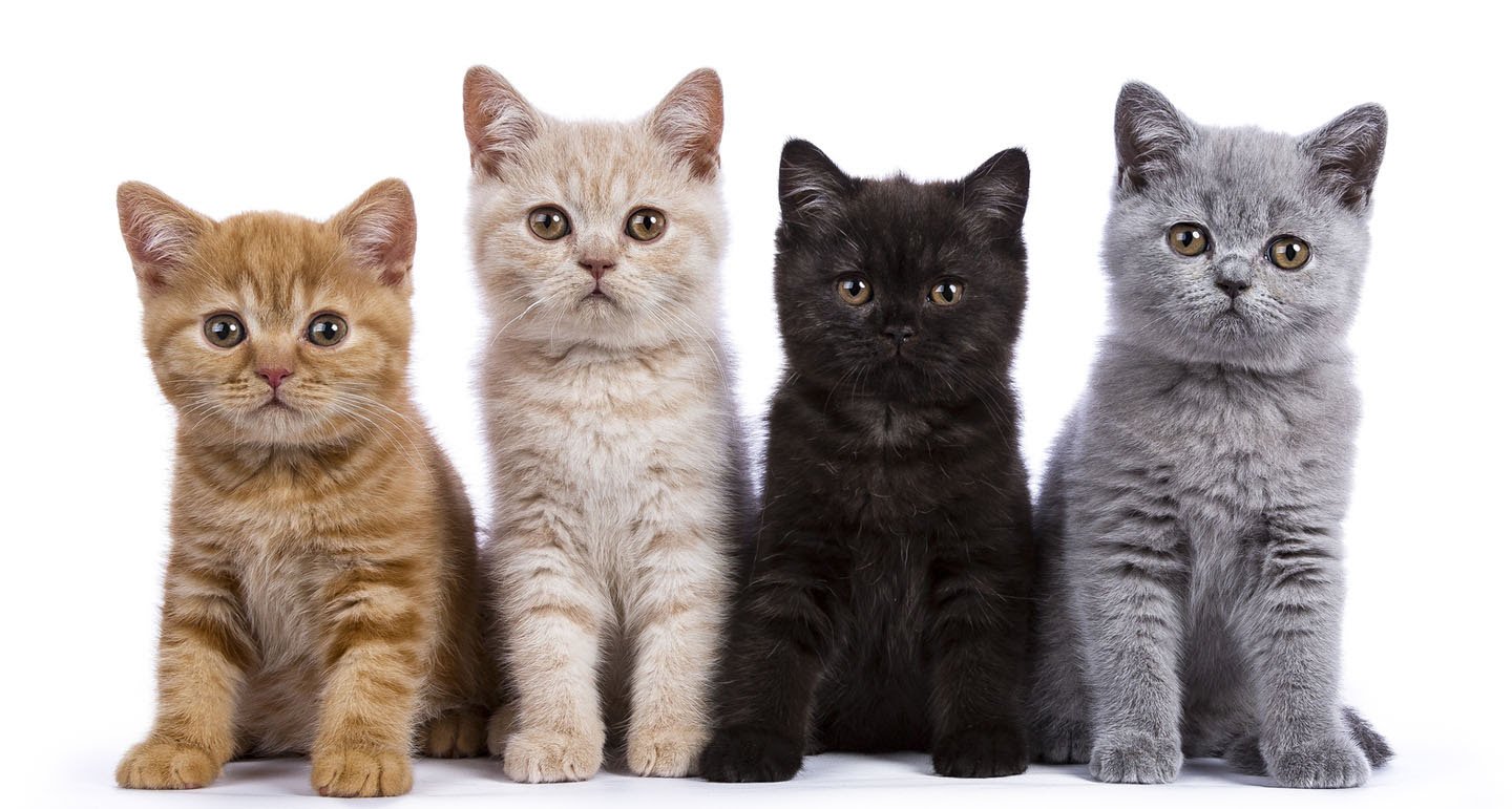 Spaanse kattennamen zoals Luna en Sol, ideaal voor een schattig katten duo met karakter.