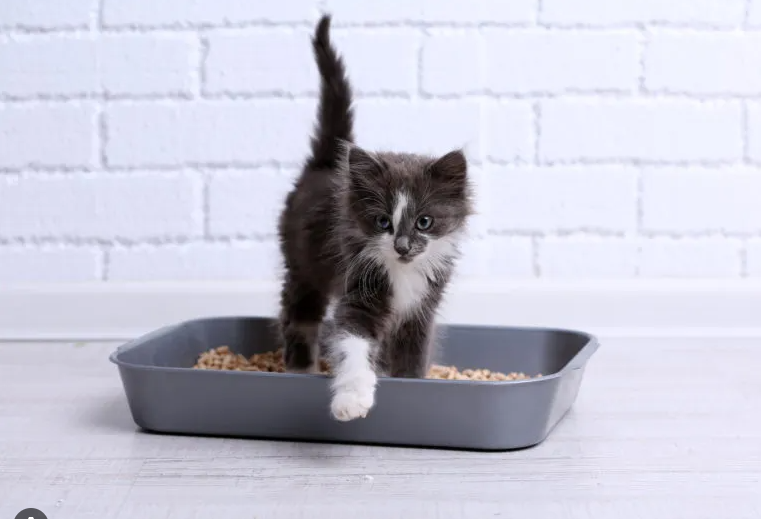 Informatie over het aantal kattenbakken voor twee katten, met een komkommer op de achtergrond, gerelateerd aan katten en komkommers.
