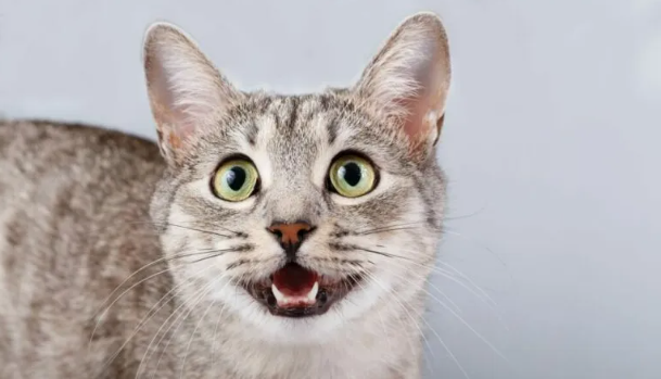 Katten geluiden zoals miauwen en spinnen van een zwarte kat.