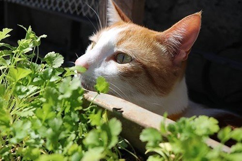 Een kat met korte pootjes snuffelt aan een basilicumplant, met informatie of basilicum giftig is voor katten.