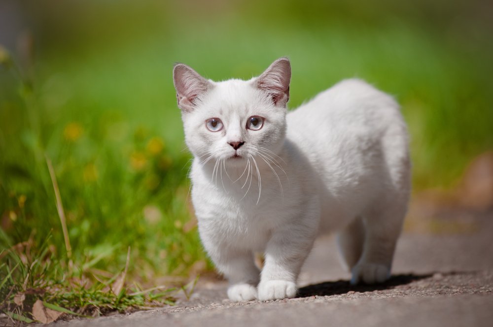 Een schattige kat met korte pootjes ligt op de vloer, een voorbeeld van katten met korte pootjes.