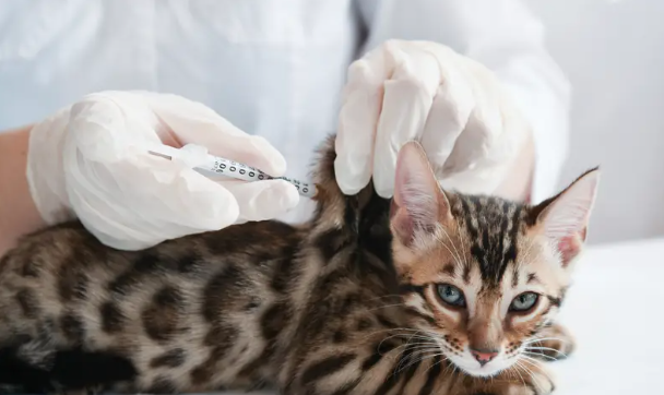Overzicht van katten vaccinatie kosten bij dierenartsen in Nederland.