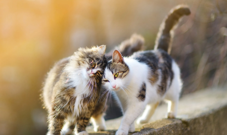 Twee schattige katten met namen die samen spelen, perfect voor komkommer katten liefhebbers.