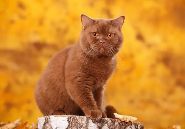 Kaneel en komkommer katten: wat je moet weten over de veiligheid van kruiden voor je huisdier.
