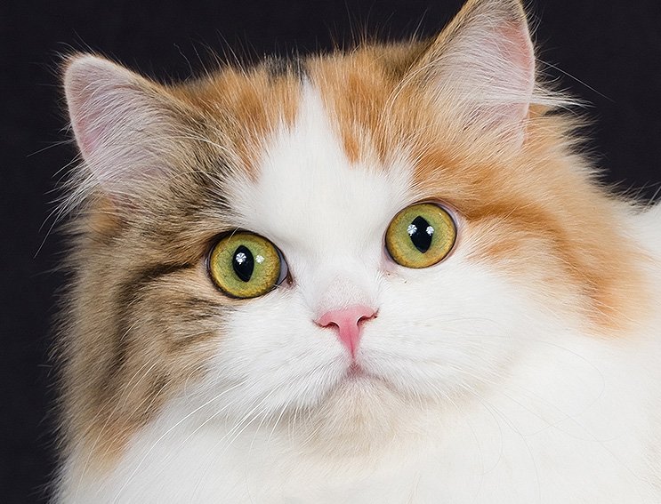 Een schattige ragamuffin kat met een zachte vacht en grote ogen.