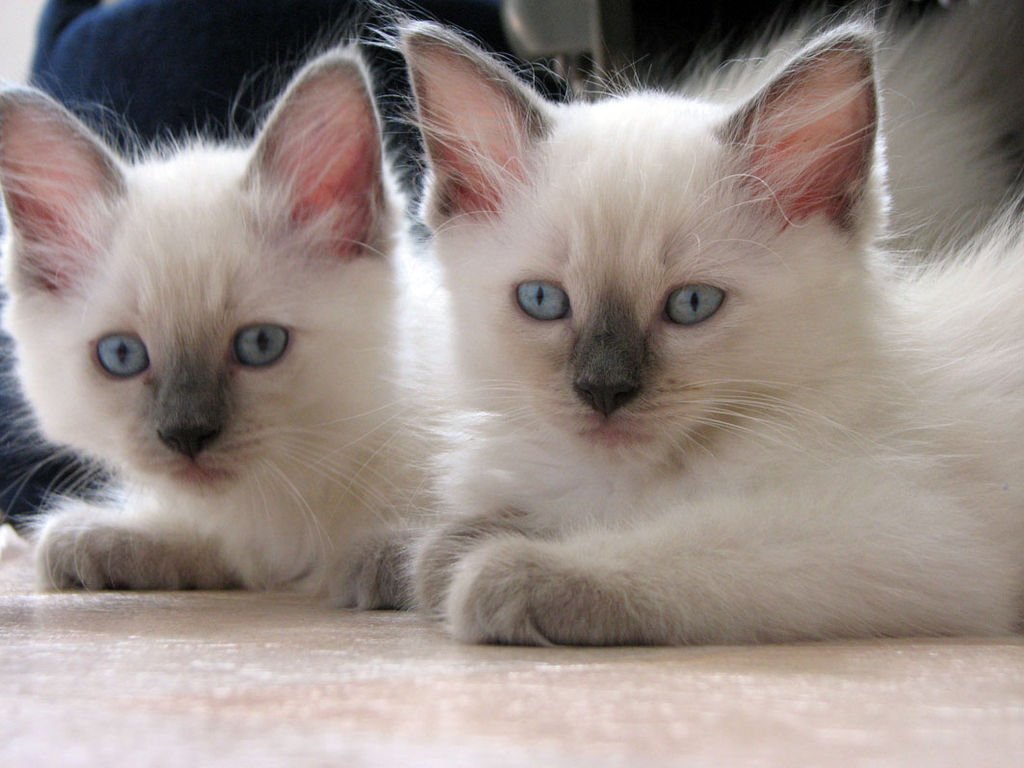 Ragdoll blue point kat met zijn kenmerkende vacht en ogen, typisch voor ragdoll verharen.
