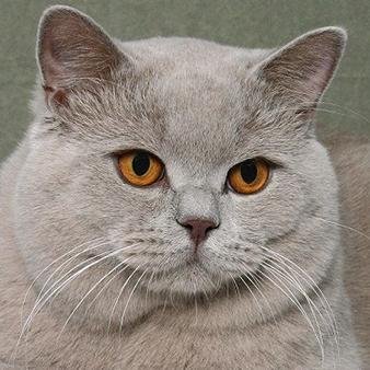 Britse korthaar dekkaters met een servet kat in de achtergrond.