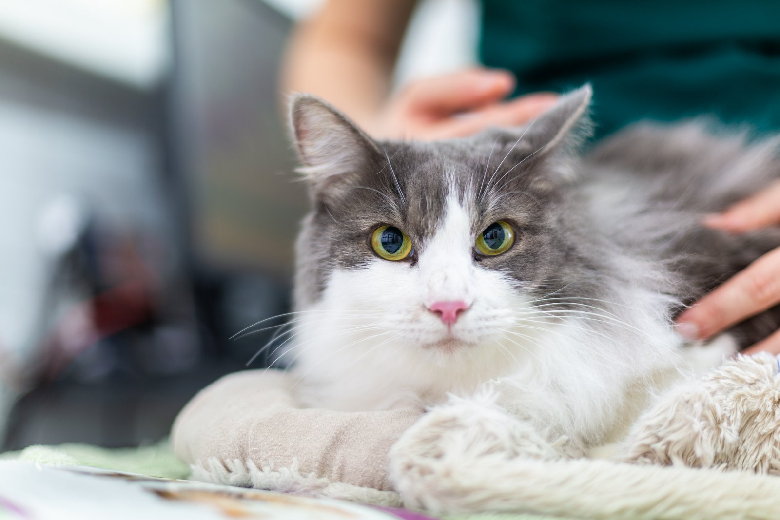 Cyste kat die op een zachte deken ligt naast een servet kat.