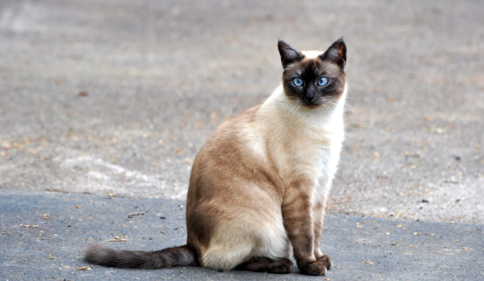 Een afbeelding van verschillende siamees kleuren, variërend van crème tot chocolade.