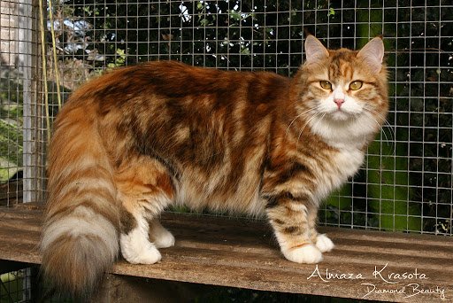 Tips voor het kopen van een siberische kat oranje