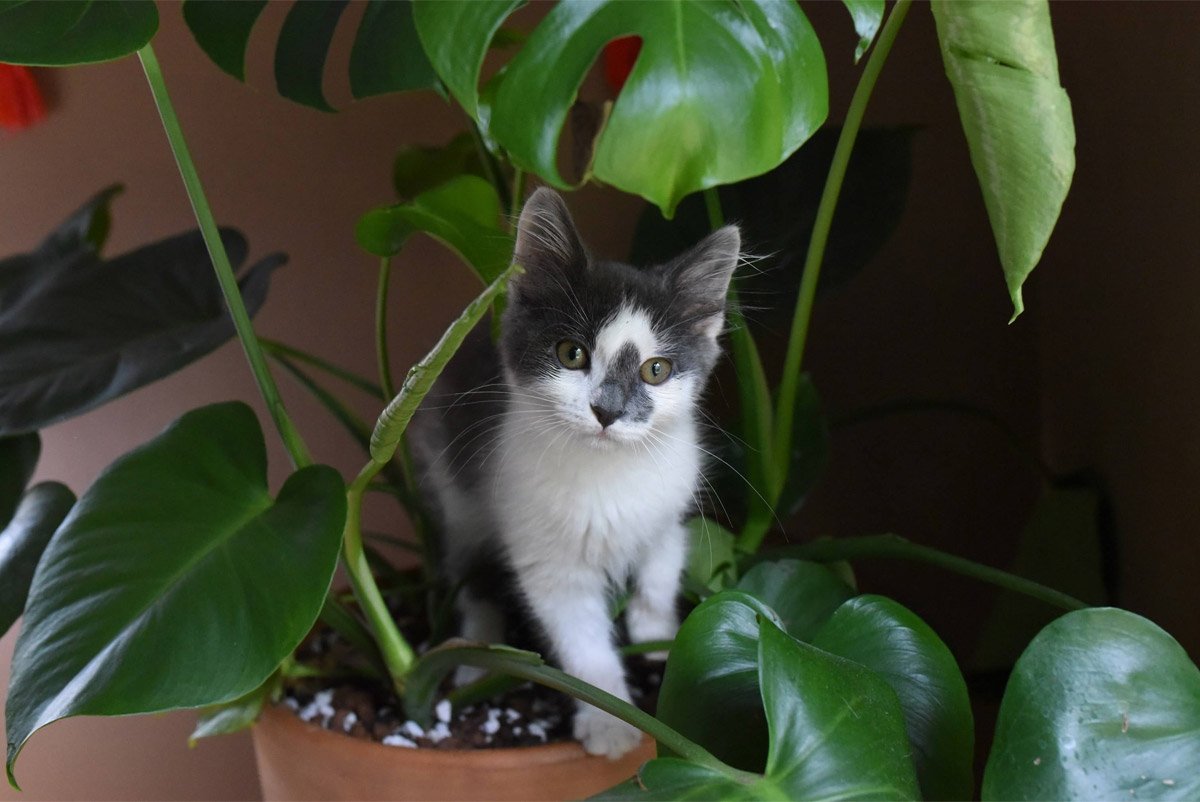 Polyscias plant met katten in de buurt, niet giftig.