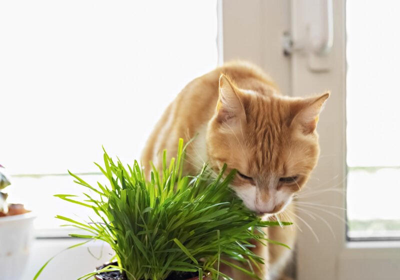 Spathiphyllum plant met waarschuwing: spathiphyllum giftig voor katten, let op je huisdier.