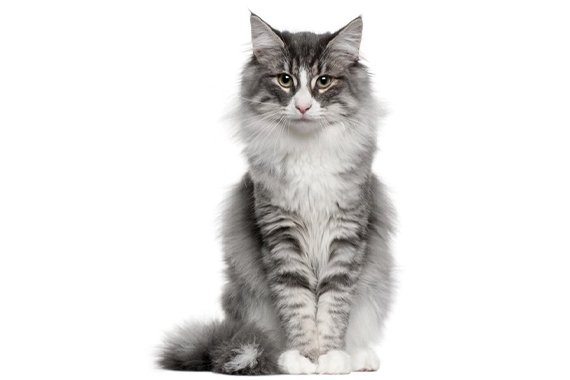 Het gewicht van de Noorse boskat in vergelijking met het verschil maine coon noorse boskat.