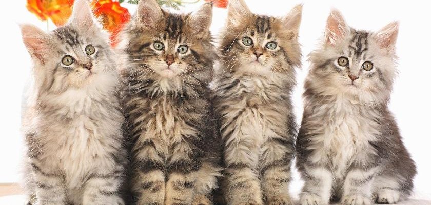 Vergelijking van het verschil maine coon noorse boskat met duidelijke kenmerken en uiterlijke verschillen.