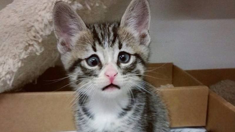 Een kat ligt op de buik van een zwangere vrouw, wat laat zien dat katten voelen dat je zwanger bent.