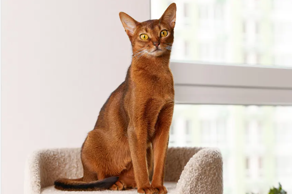 Een schattige abessijn blauw kat die speelt met een bal.