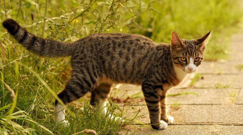 Waarom trilt mijn kat? Een kat die trilt van angst.
