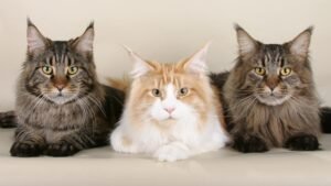 Maine Coon Kitten Kopen? Prijs, Karakter en Verzorging Uitgelegd