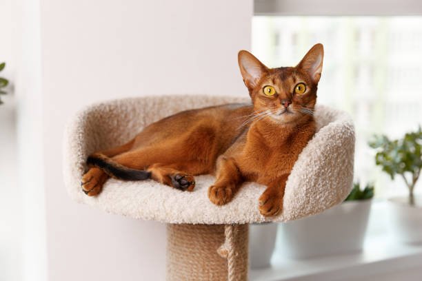 Abessijn kat die actief en levendig speelt in de woonkamer.