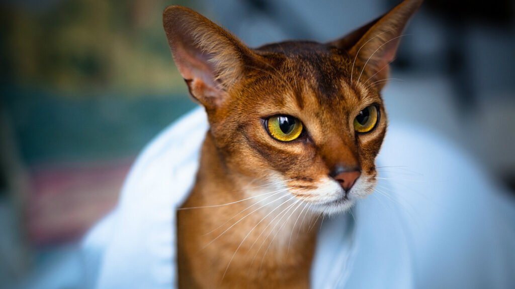 Een speelse Abessijn kat die nieuwsgierig rondkijkt.