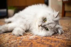 Schattige Perzische kat met een zachte vacht en een ontspannen karakter.