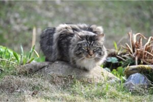 Noorse Boskat: Een Indrukwekkend Natuurlijk Kattenras