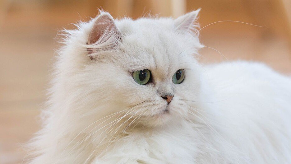 Perzische kat met een weelderige vacht en een rustige, vriendelijke uitstraling.