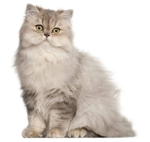 Perzische kat