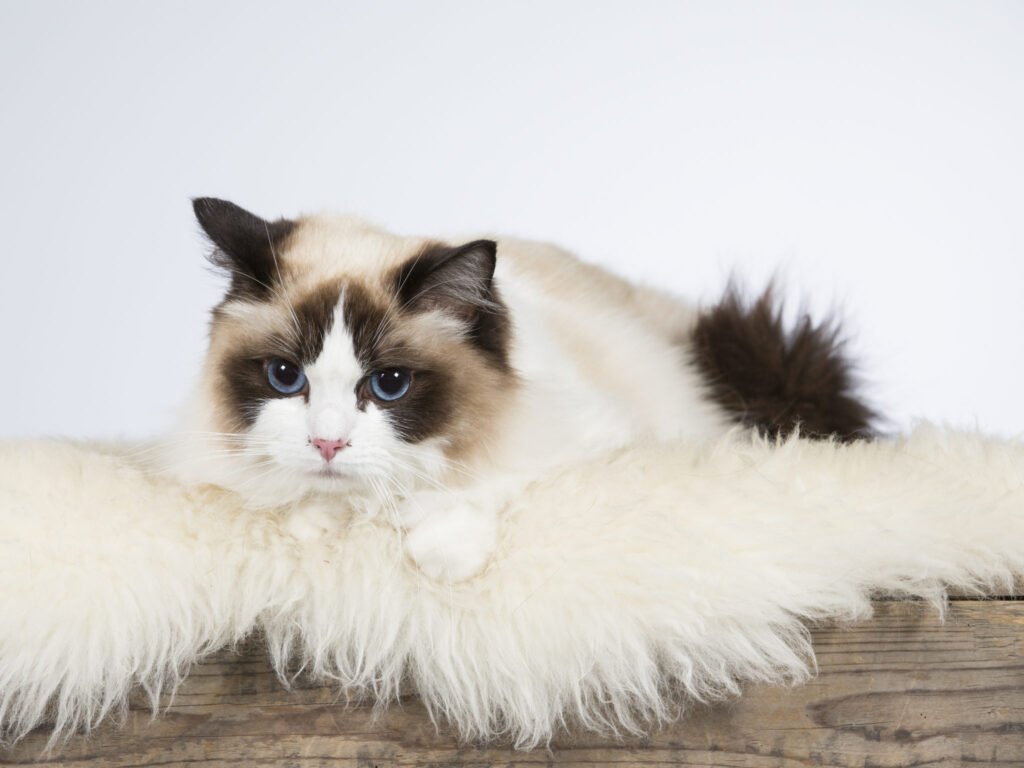 Ragdoll Karakter