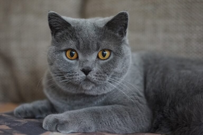 Een verzameling exotische kattenrassen zoals de Sphynx, Bengal en Savannah, die hun unieke vacht, uitstraling en persoonlijkheid tonen.