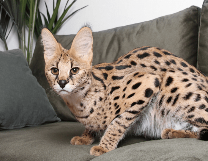 Zeldzame Savanna kat met unieke vacht- en oogkenmerken.