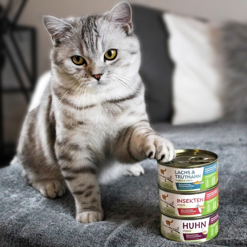 Kat eet smakelijk natvoer – voedzame en lekkere maaltijd voor je kat.
