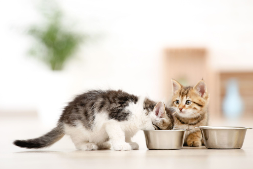 natvoer kitten kittenvoer