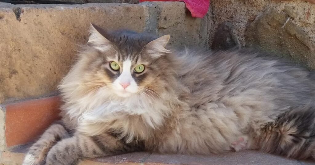 Siberische kat met een dichte vacht, grote oren en een expressief gezicht.
