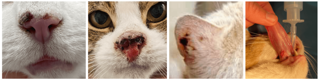 Wonden bij Katten