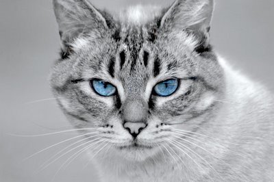 katten met blauwe ogen