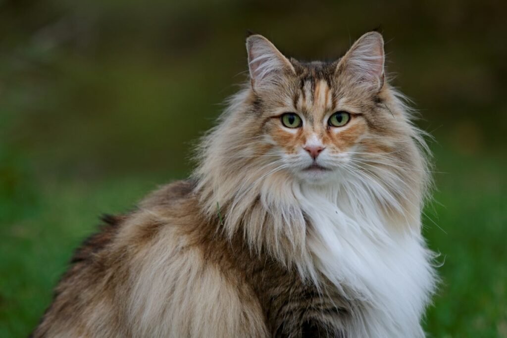 kattenrassen