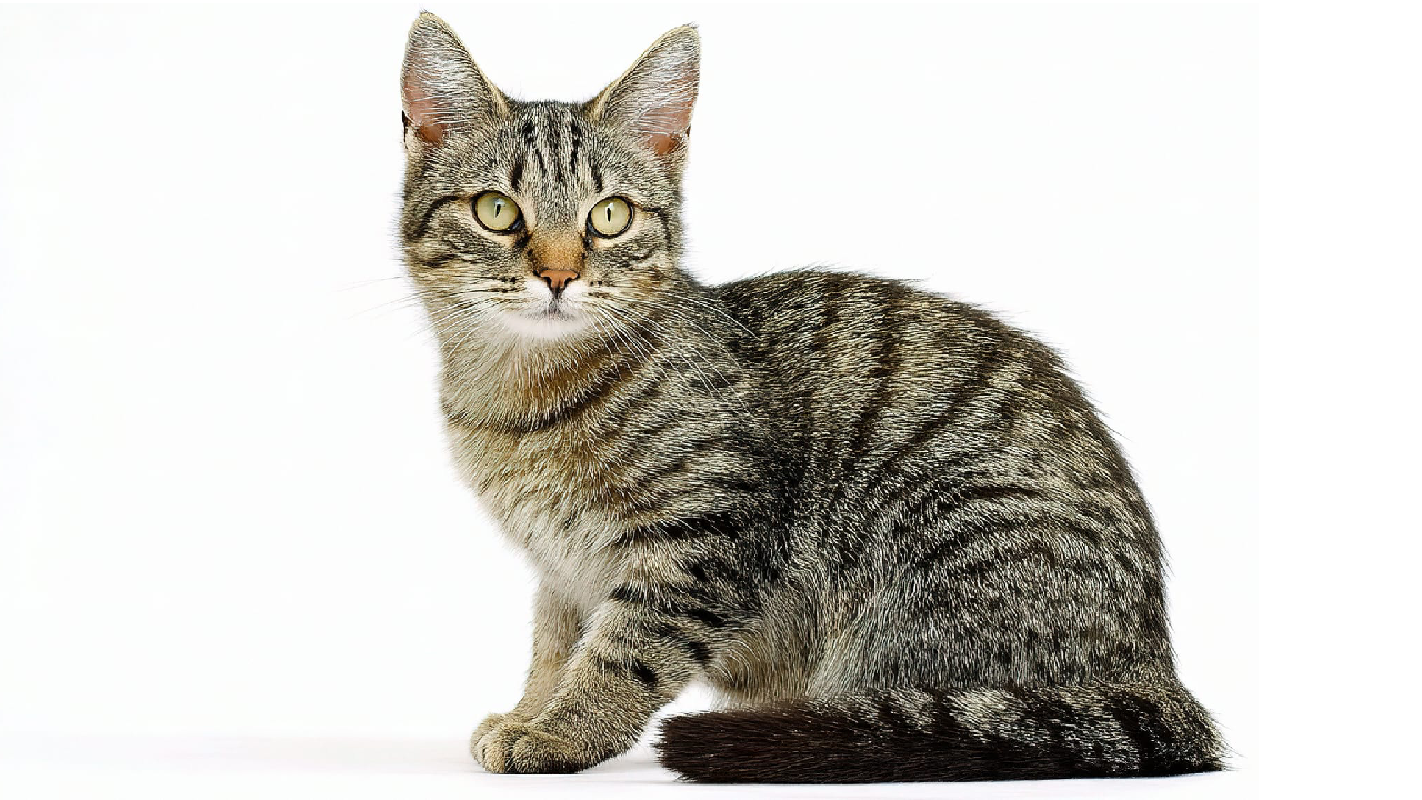 kattenrassen