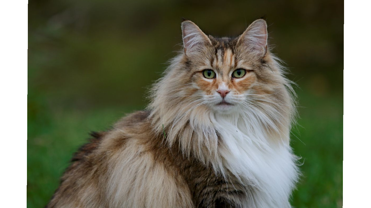 kattenrassen