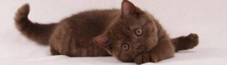 Britse Korthaar bruin