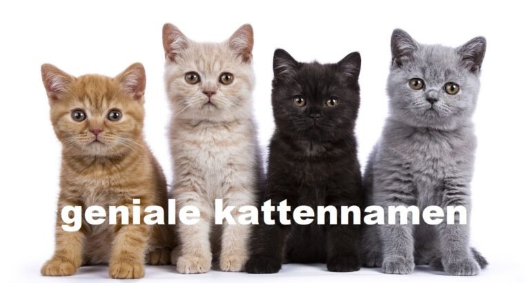 geniale kattennamen