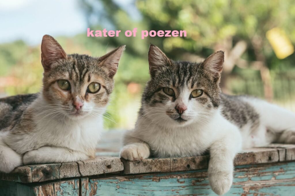 kater of poezen