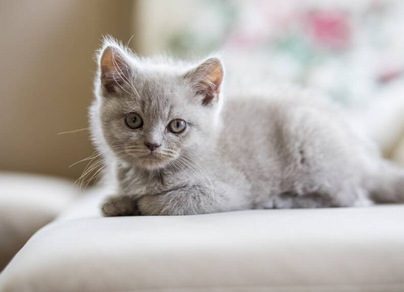 Grijze europese korthaar kijkt nieuwsgierig naar de camera.